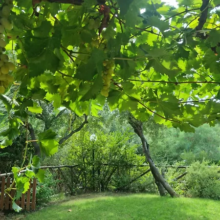 E Mare 维拉西米乌斯